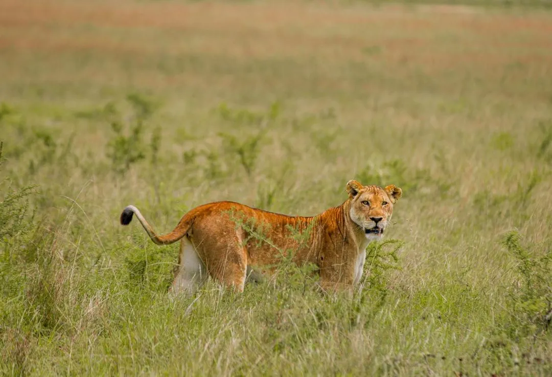 Akagera One-Day Wildlife Safari in Rwanda